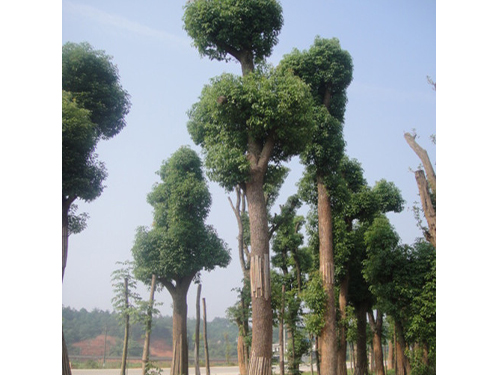 移栽香樟